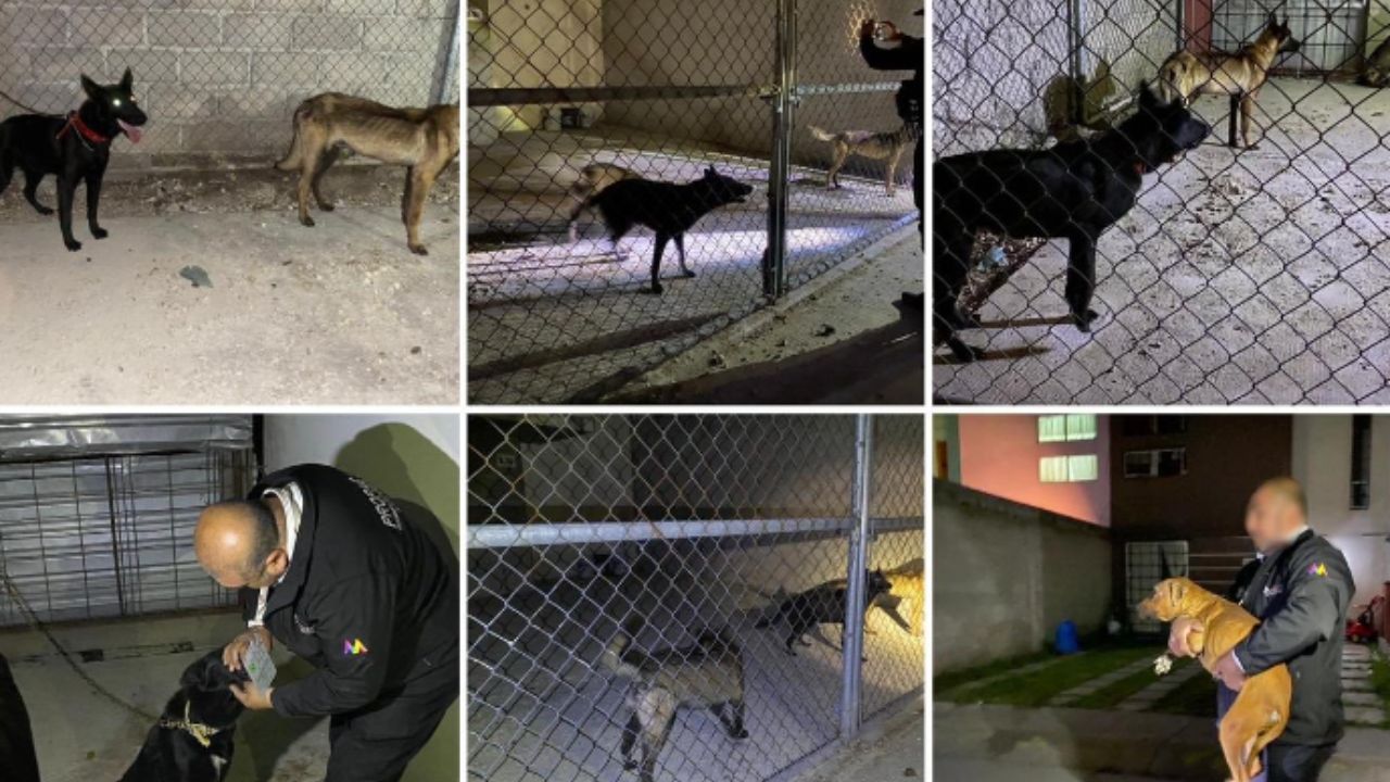 Rescatan a 8 perritos que sufrían violencia en Cuautitlán Izcalli, Edomex