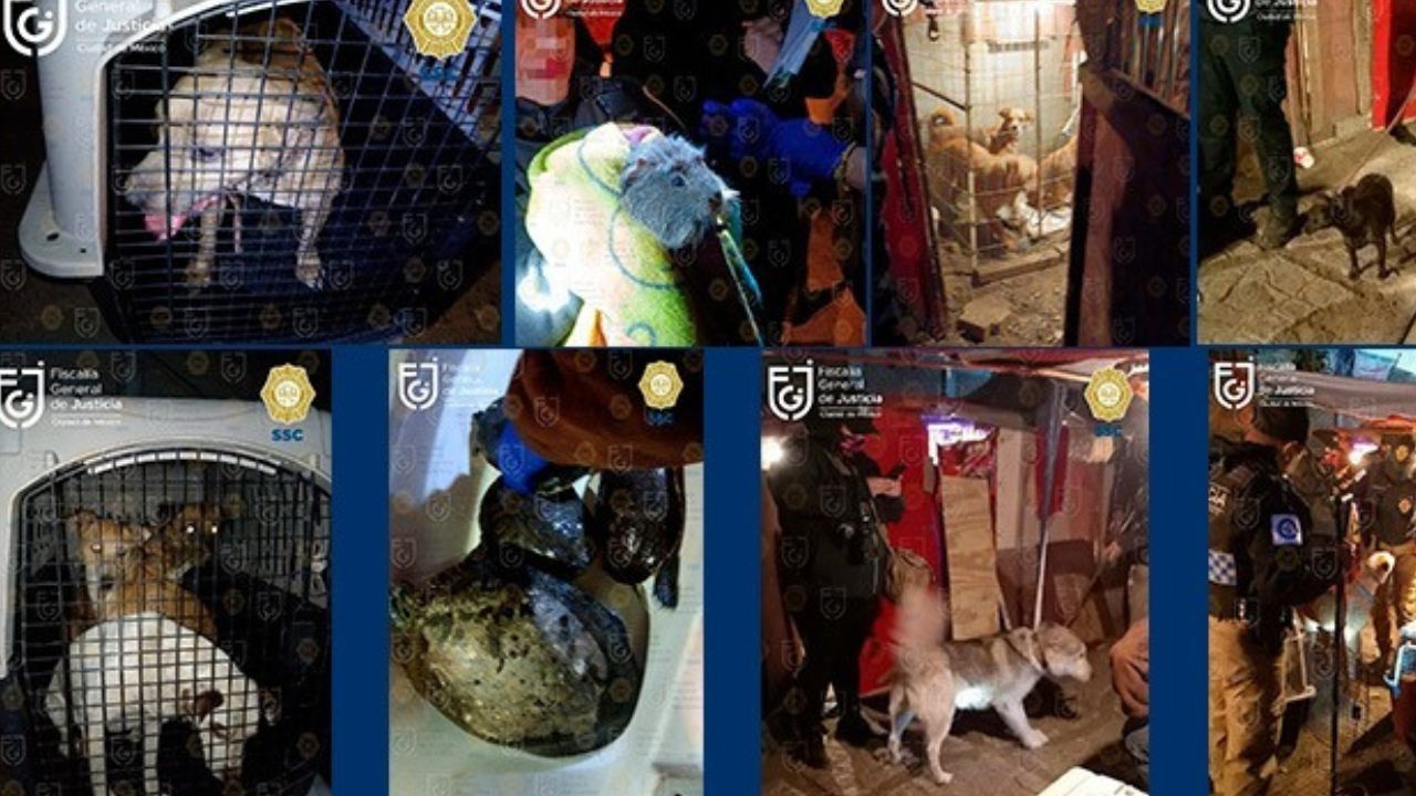 Rescatan a perros, tortugas y un cuyo en inmueble de Xochimilco